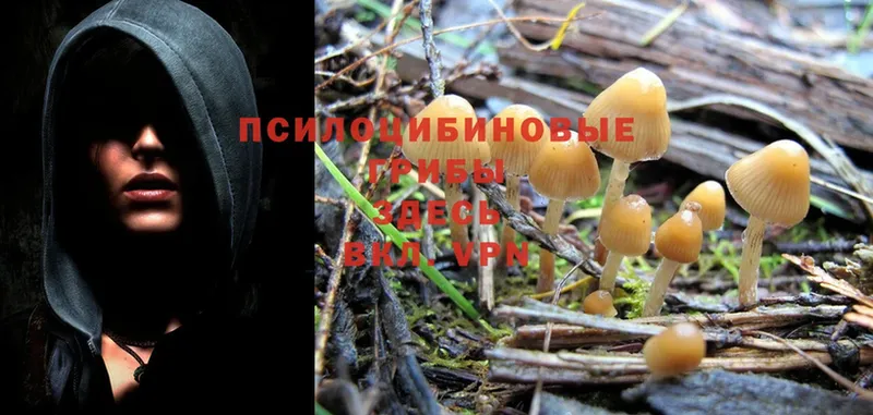 мега сайт  Свободный  Галлюциногенные грибы Psilocybine cubensis 